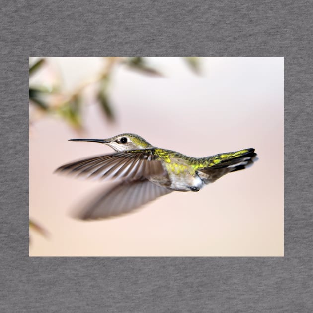 Flying Anna's Hummingbird by DeniseBruchmanPhotography